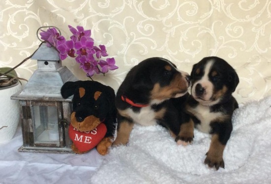 Duży szwajcarski pies pasterski